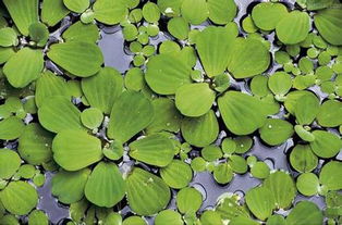 满江红是藻类还是蕨类植物 满江红 水生植物