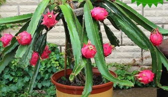 火龙果花谢了要剪掉吗 火龙果开花了,几天可以摘掉