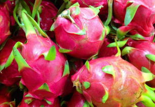 火龙果的风水禁忌 火龙果在家里种犯风水吗