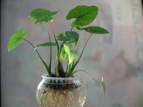 滴水观音怎么养得粗壮 滴水观音割了头怎么长