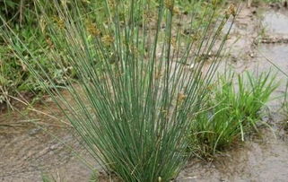 灯心草相克食物 三种人不宜吃灯心草