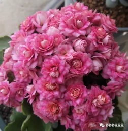 爱喝糖水的花有哪些 白糖水可以浇哪些植物