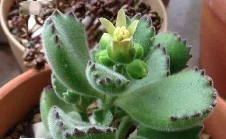 熊童子几年开一次花 熊童子开花后怎么处理