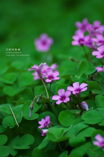 爱尔兰的国花是 加拿大的国花是