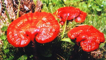 灵芝放在什么位置旺财 灵芝放在家中哪里最好