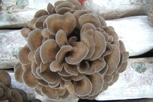 灰树花是热性还是凉性 哪些人不能吃灰树花