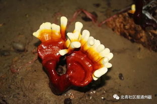 灵芝喷什么水长得好 灵芝多长时间浇一次水