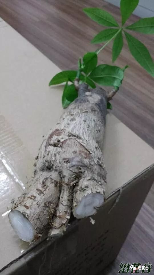 烂根最简单的处理方法 烂根最好的土办法