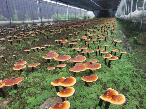 灵芝的种植技术与管理 灵芝栽培及管理方法