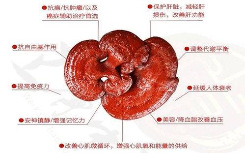 灵芝的最佳搭配不上火 灵芝对哪种病最好有效