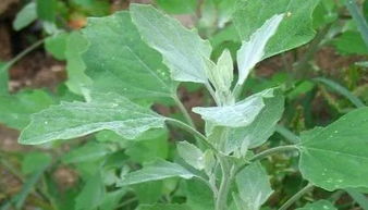 灰灰菜的功能与主治 四种人不能吃灰灰菜