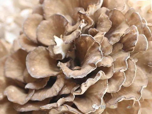 灰树花多糖救了我的命 灰树花与什么搭配最抗癌