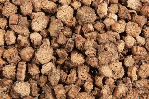 牛蒡对于肾的伤害 牛蒡有壮阳补肾的功效吗