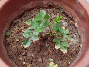 烧苗后多久能恢复 烧苗会自动恢复吗