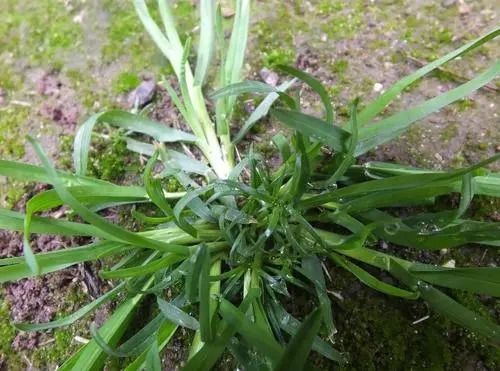 牛筋草的用途与功效 牛筋草的主治功能