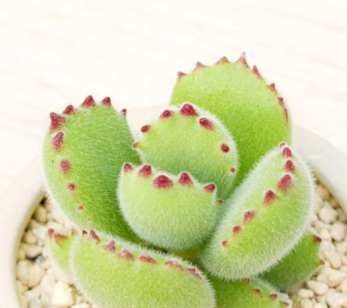 熊童子夏天要断水吗 熊童子缺水的表现