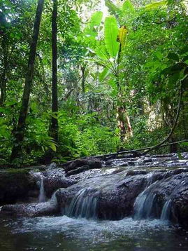 热带雨林的特点 中国三大热带雨林