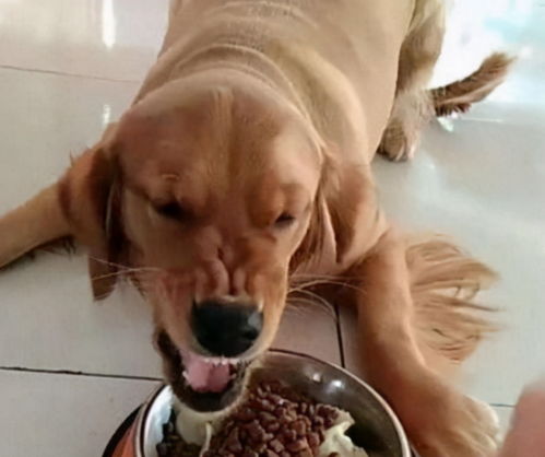 狗狗讨厌主人的五个迹象 狗狗“认主”的7个表现