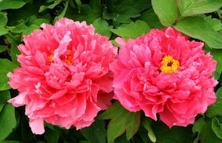 牡丹茶的正确泡法 牡丹花泡水喝的禁忌