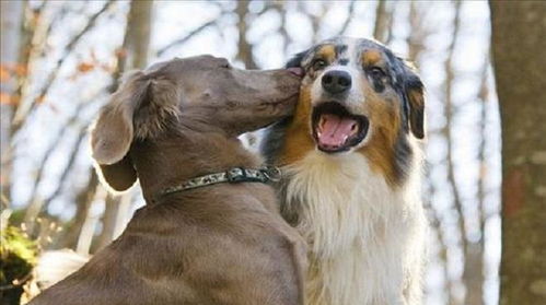 狗狗恨主人的十种表现 狗狗“认主”的7个表现