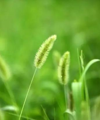狗尾草的爱情寓意 夏天狗尾巴草的唯美句