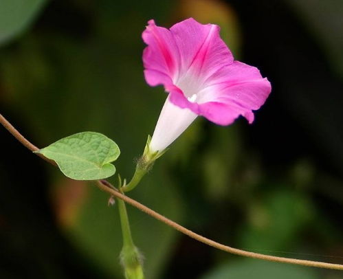 牵牛花的种子中药名字叫什么 养牵牛花为什么不吉利