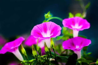 牵牛花为什么不吉利 牵牛花预示什么兆头