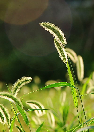 狗尾巴草的花语文案 狗尾草超火文案