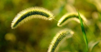 狗尾巴草煮水喝的危害 狗尾草是晒干还是直接煮