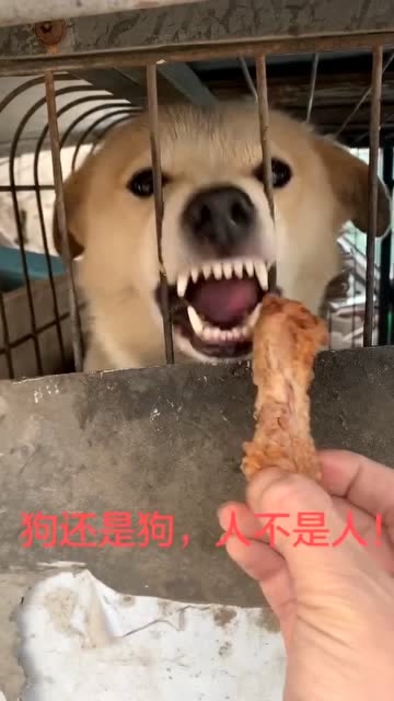 狗为什么不能喂三餐 是真的吗