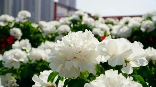 牡丹花开的季节和月份 牡丹一般在哪个节气开花