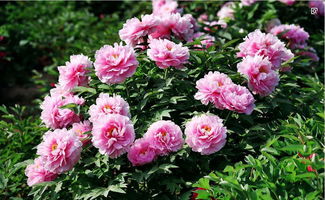 牡丹花的十二种雅称 牡丹的高级叫法