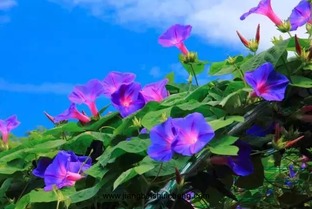 牵牛花暗示什么意思 牵牛花比喻什么样的女人