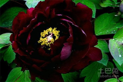 牡丹花有多少种颜色 真正的黑牡丹花图片