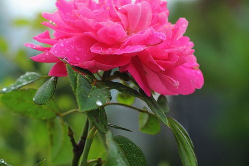 牡丹哪个季节开花 百合哪个季节开花