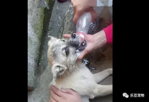 狗狗泡了辛硫磷后要冲洗吗 辛硫磷溶液狗狗舔到会中毒吗