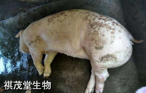 猪为啥三个月后猛长肉 猪第几个月长得最快