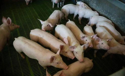 猪打针是打在梅花肉部位吗 梅花肉不能吃是谣言吗