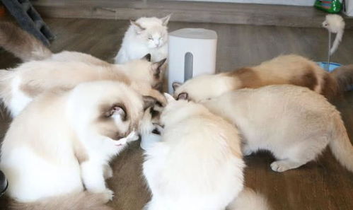 猫咪不能接触哪些花 养猫能买什么鲜花