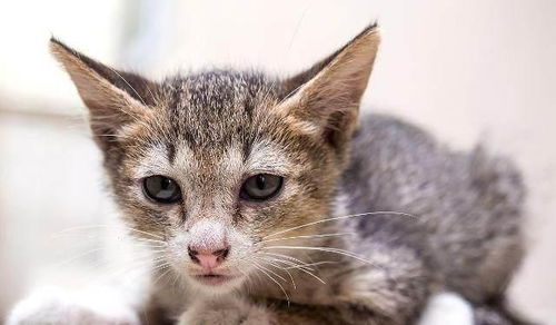 猫怎么样才算认了主人 猫咪一生认几个主人