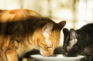 猫最爱吃的10种蔬菜 猫吃了必死的东西
