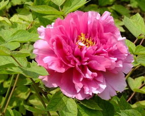 牡丹花开的寓意和象征 几朵牡丹花是吉数