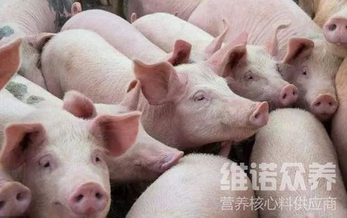 猪怎样配饲料长得最快 日长三斤猪饲料配方
