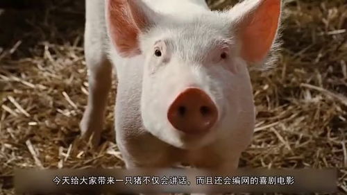 猪被打了会记仇吗 猪会保护主人吗