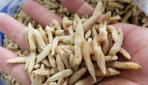 玉竹对肝火有作用吗 女人每天喝玉竹水好吗