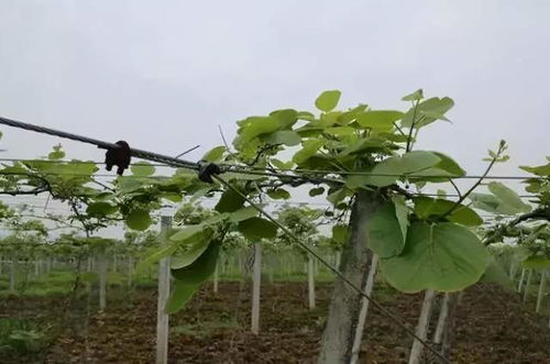 猕猴桃是凶树还是吉树 庭院猕猴桃架子搭建图片