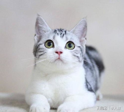 猫咪能闻茉莉花香吗 茉莉花香味对猫咪有毒吗
