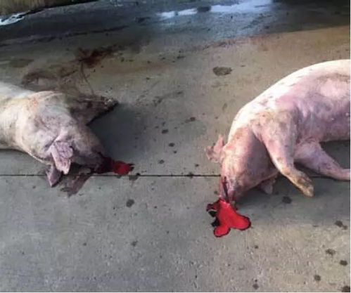 猪瘟一般在几天死亡 猪瘟多少天能自行消失