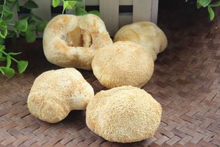 猴头菇最忌三种食物 猴头菇的最佳搭配