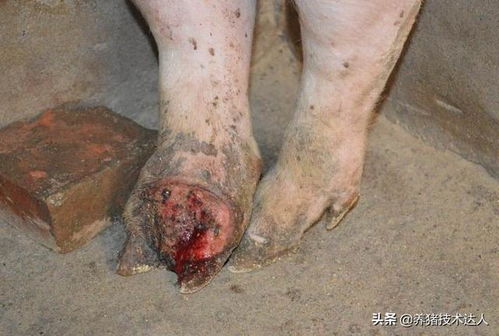 猪的口蹄疫的土方法 猪口蹄疫不治会不会好